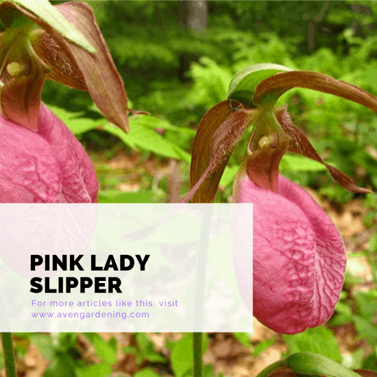 Pink Lady Slipper