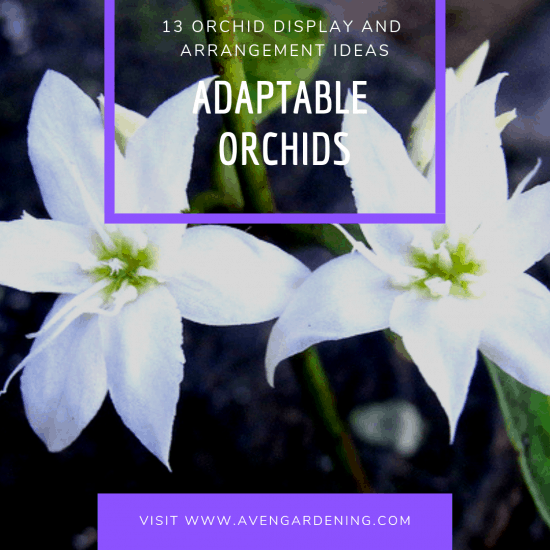 Adaptable Orchids