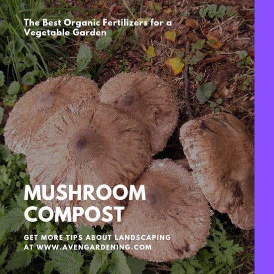 mushroom compost