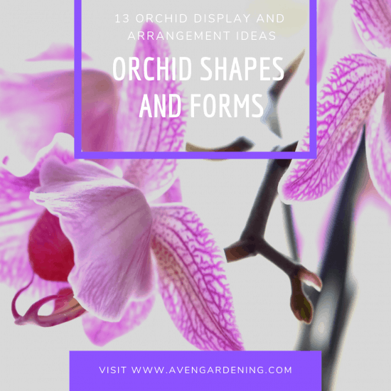 Orchid Shapes and Forms