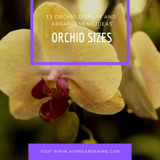 Orchid Sizes