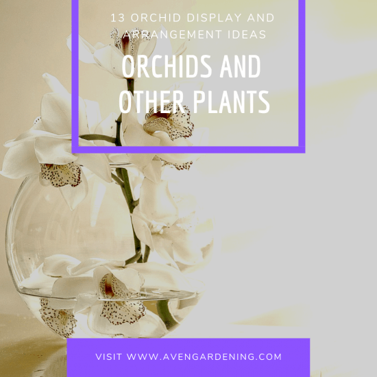 Orchids and Other Plants