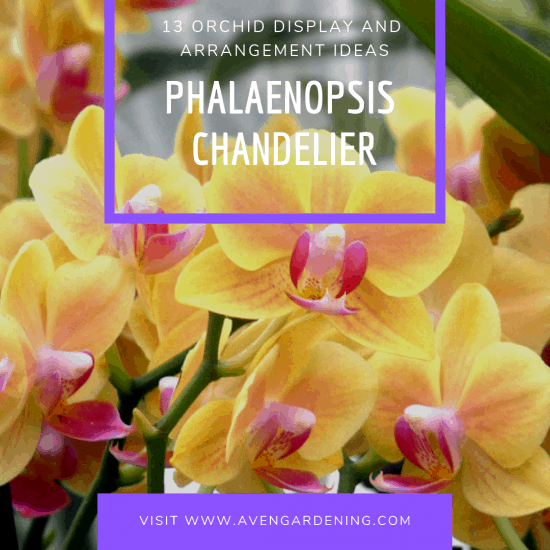 Phalaenopsis Chandelier
