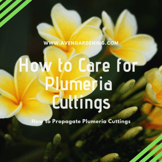 How to Care for Plumeria Cuttings