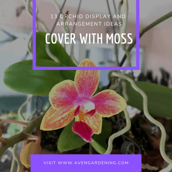  Cover with Moss