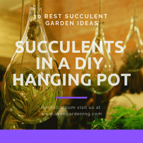 Succulents in a DIY hanging pot