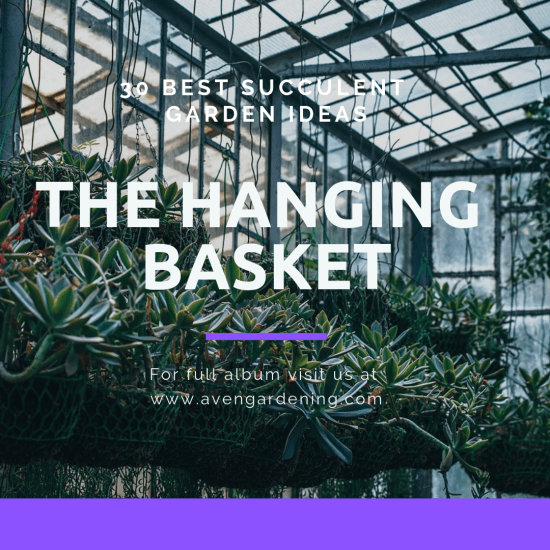 The Hanging Basket