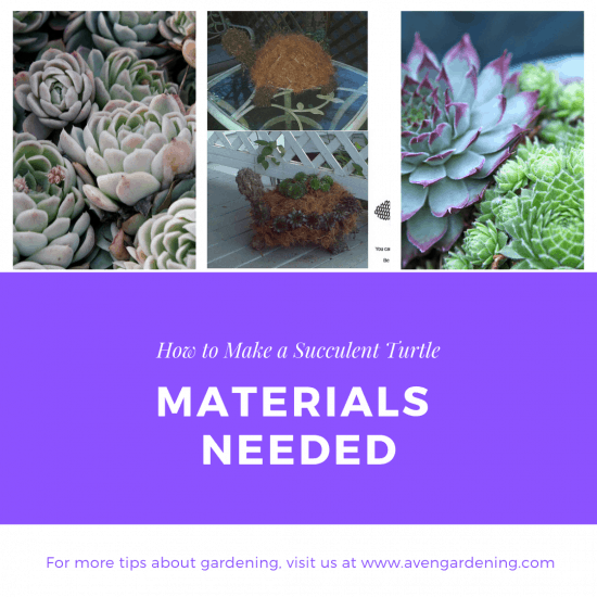Materials needed Hen and Chicks succulents