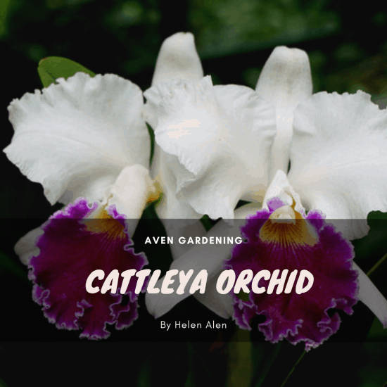 Cattleya Orchid 