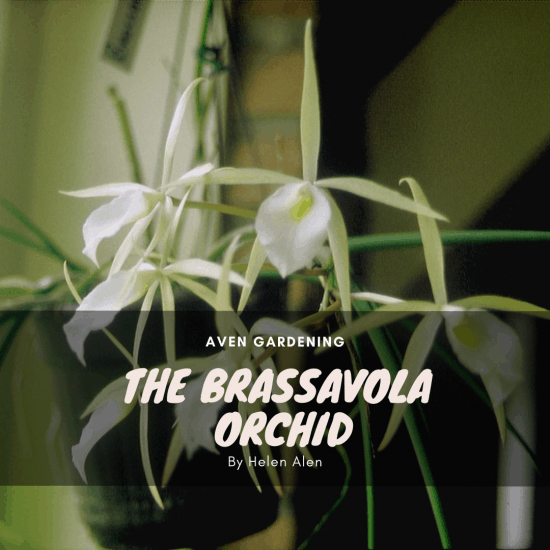 The Brassavola Orchid 