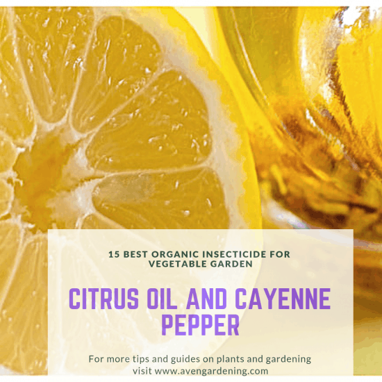 citrus oil and cayenne pepper