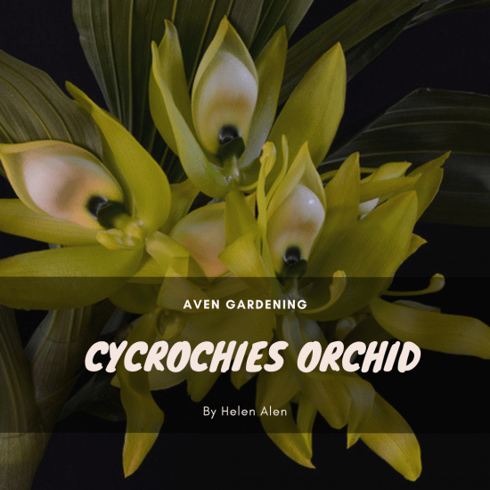 Cycrochies Orchid