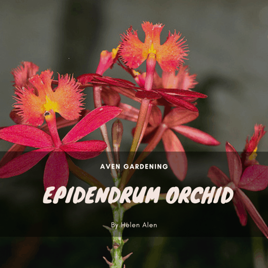 The Epidendrum Orchid