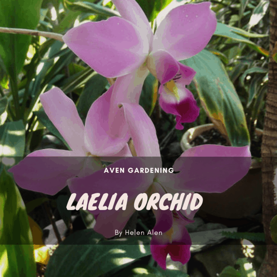 Laelia Orchid 