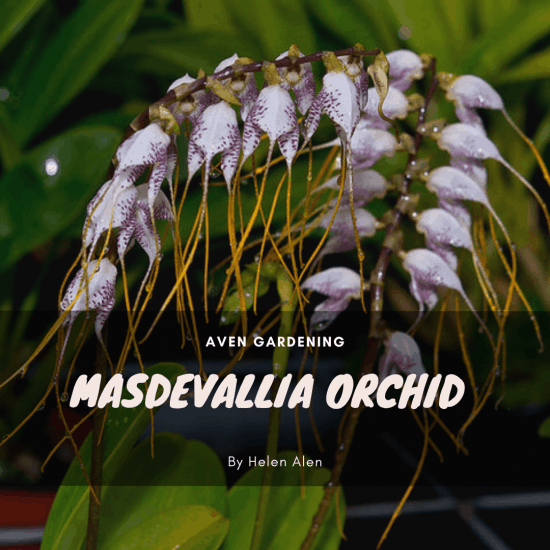 Masdevallia Orchid 