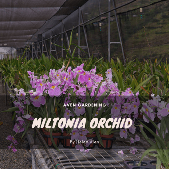 Miltonia Orchid 