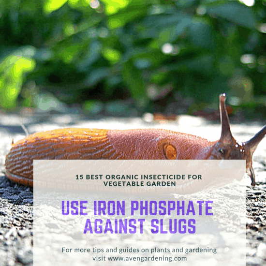 10. Use iron phosphate against slugs 