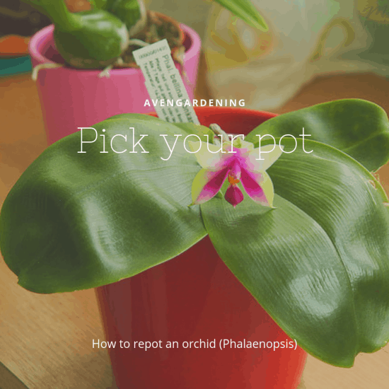Pick your pot