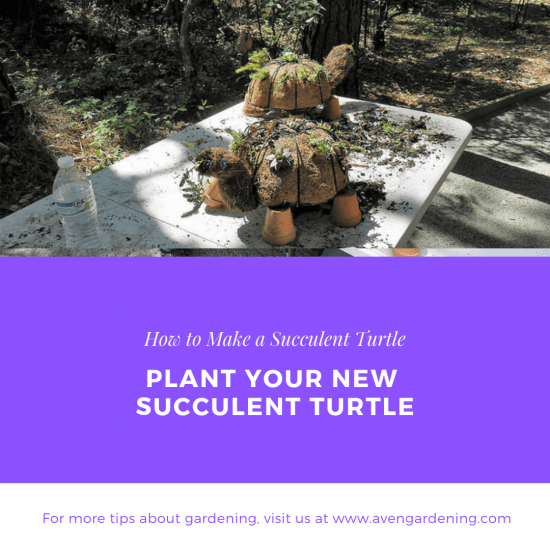 Plant your new Succulent turtle
