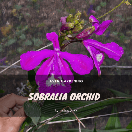 Sobralia Orchid 