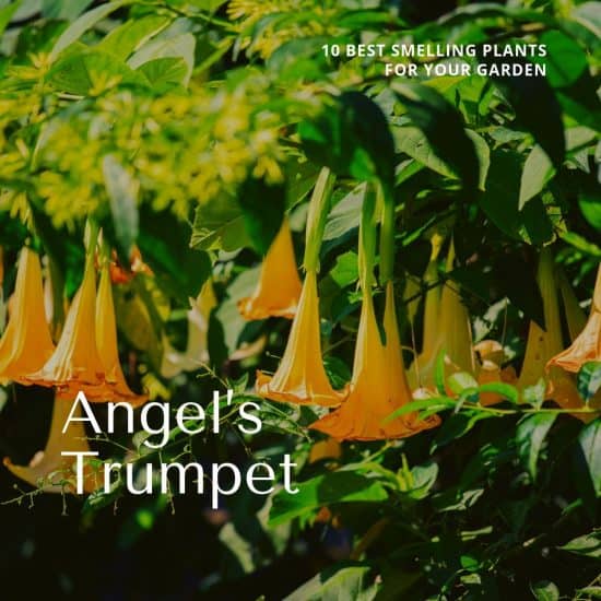Angels Trumpet