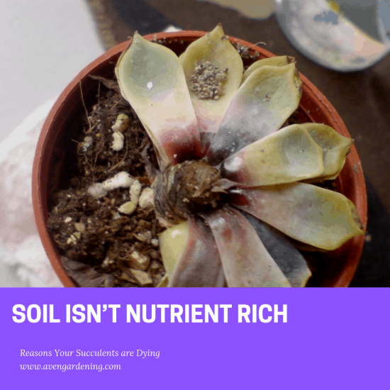 Soil Isn’t Nutrient rich 