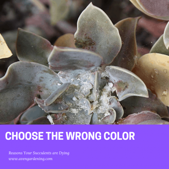 Choose The Wrong Color