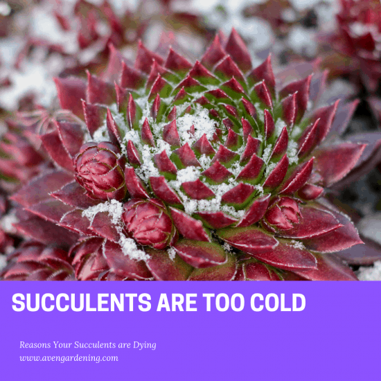 Succulents Are Too Cold