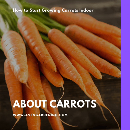 About Carrots