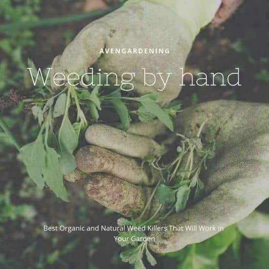 Weeding by hand