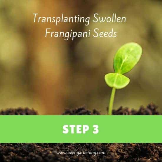 Transplanting Swollen Frangipani Seeds