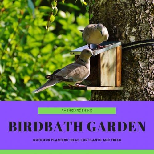 Birdbath Garden