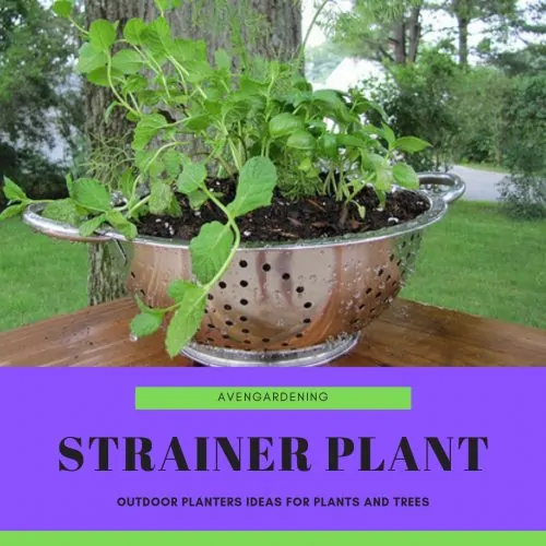 Strainer plant