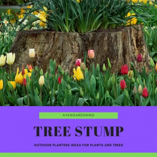Tree stump