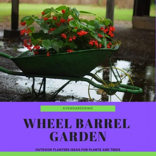 Classic wheel barrel garden