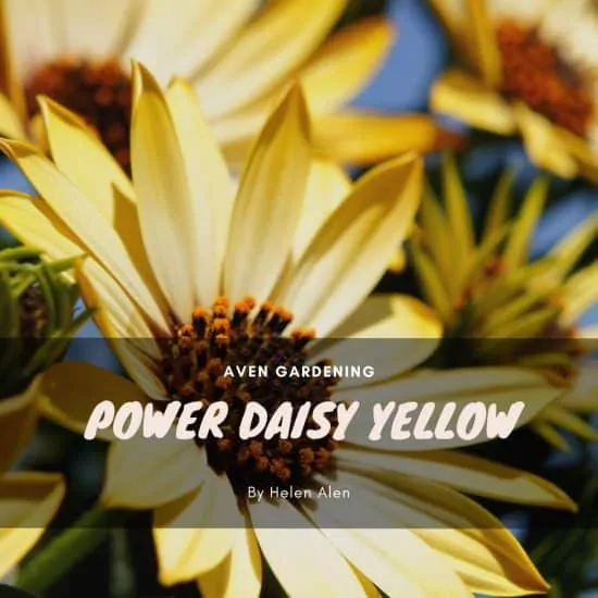 Power Daisy Yellow (Calendula)