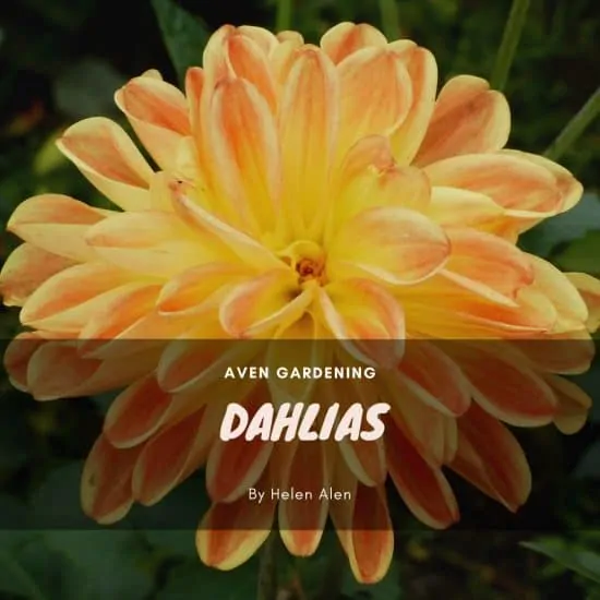 Dahlias