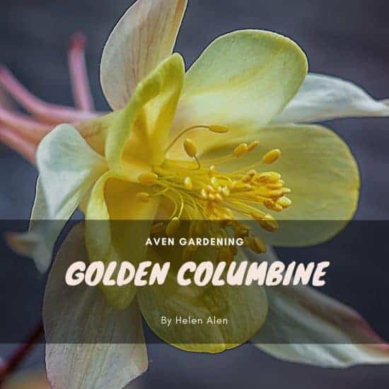 Golden Columbine (Aquilegia chrysantha) 