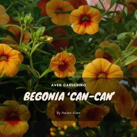 Begonia 'Can-can'