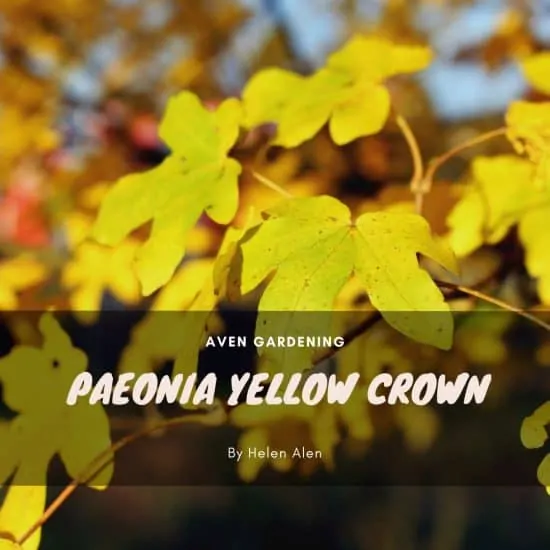 Paeonia Yellow Crown (Peony)