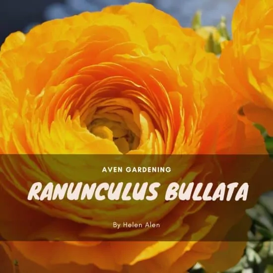Ranunculus bullata 