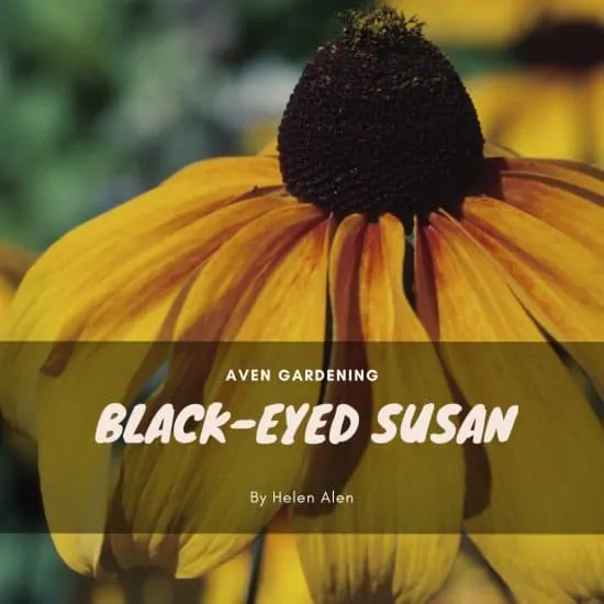Black-eyed Susan (Rudbeckia fulgida)