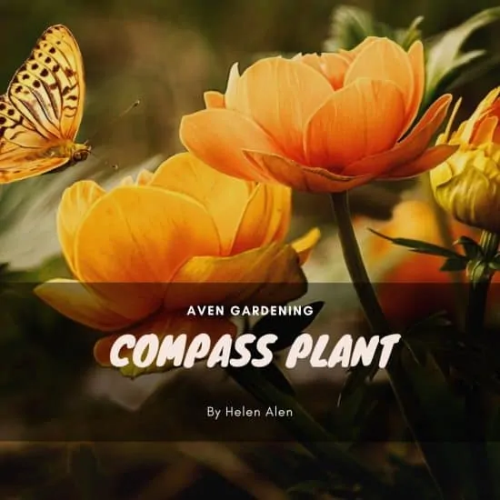 Compass Plant