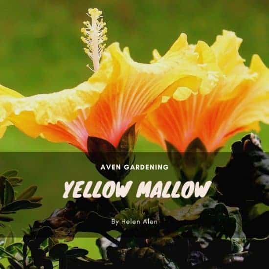 Yellow mallow (Pavonia praemorsa)