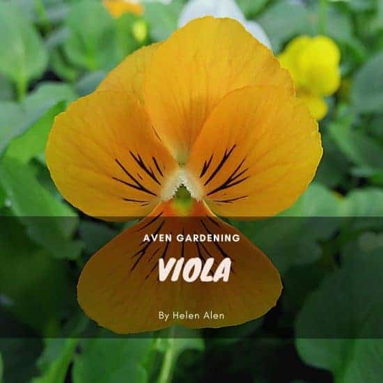 9. Viola (wittrockiana)