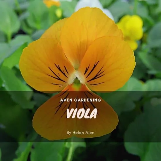 9. Viola (wittrockiana)