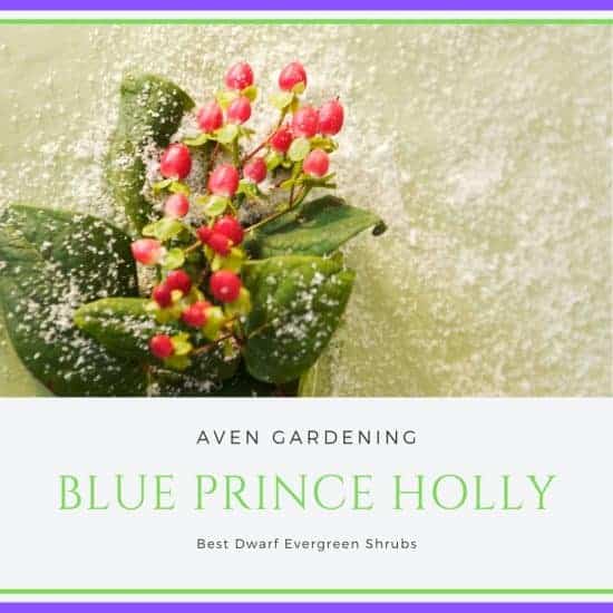 Blue Prince Holly