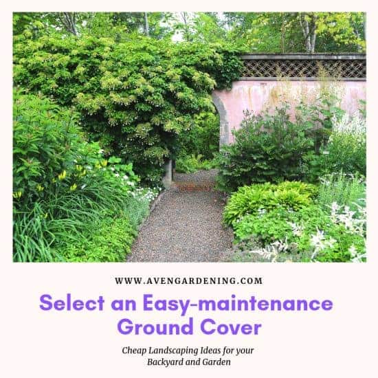 Select an Easy-maintenance Ground Cover