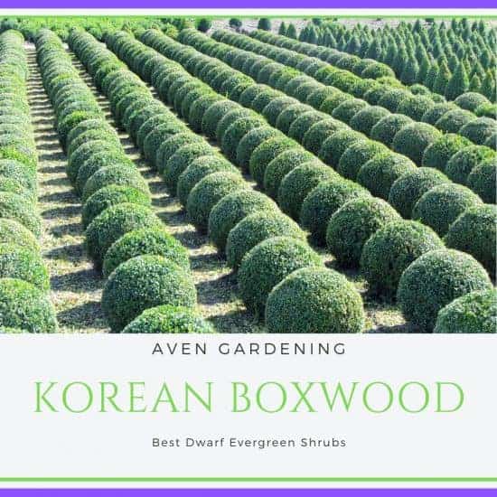 Korean Boxwood