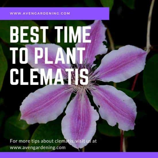 Best Time to Plant Clematis